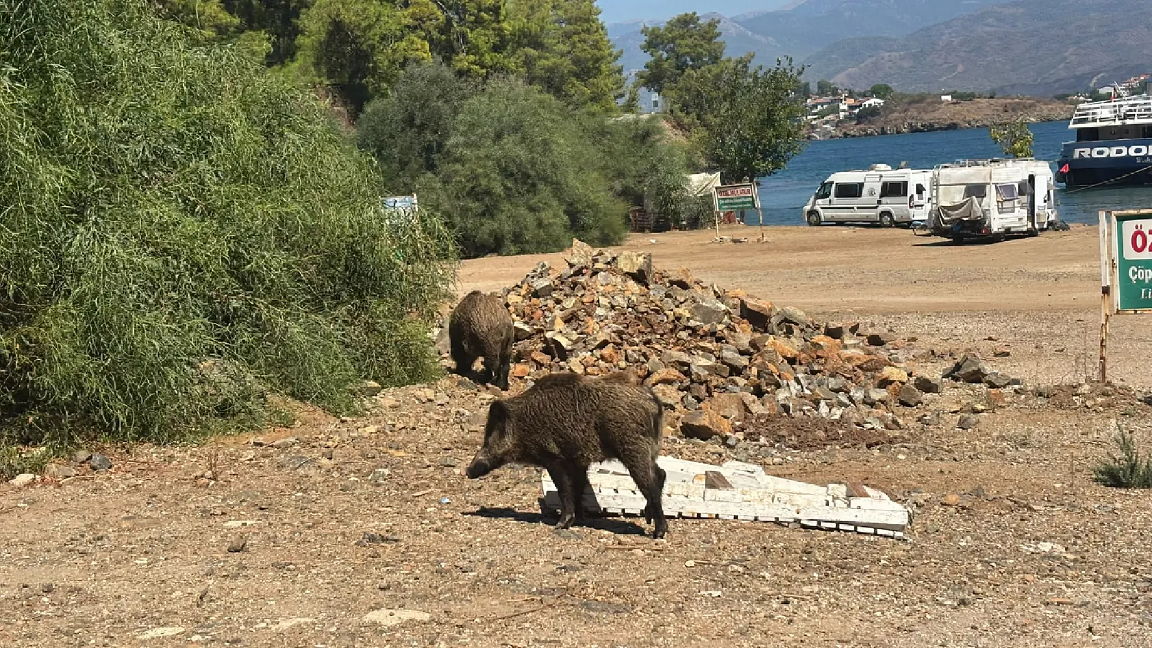 Fethiye Yarımadası'nın Sevimli Misafirleri Gündüz Gezintisine Çıktı