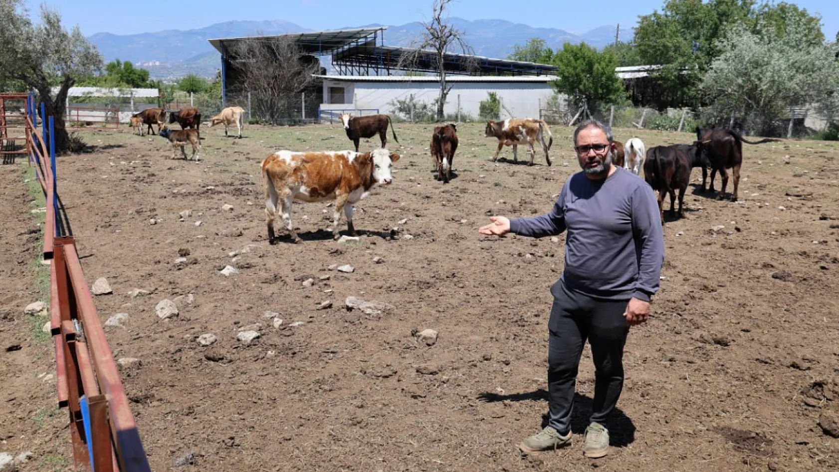 İstanbul'da 17 Yıl Avukatlık Yaptı, Aydın'da Çoban Oldu: 'Çobanlıkta Daha Mutluyum'