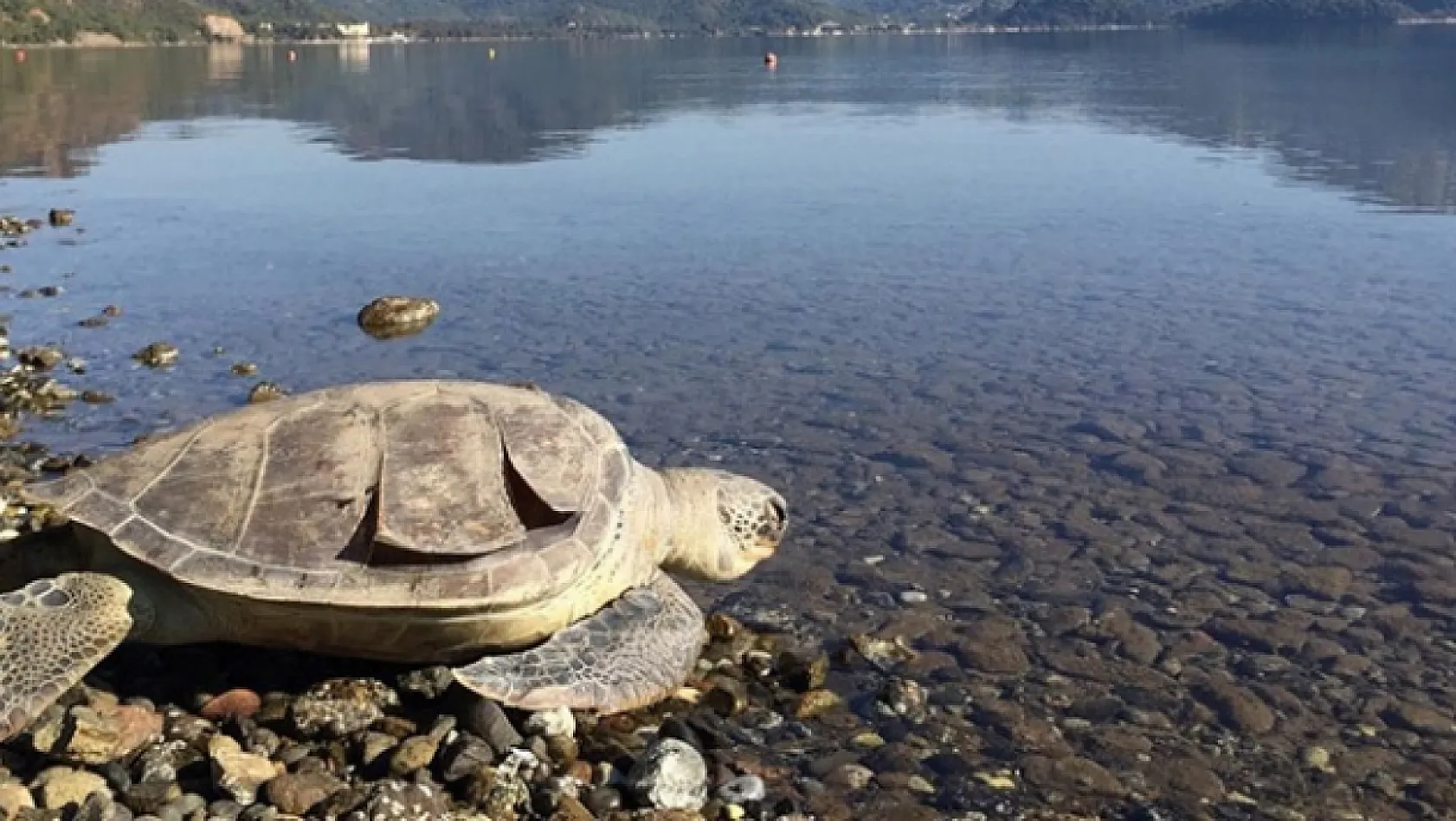 Bu haber tatilcileri ilgilendiriyor: Fethiye, Dalaman, Köyceğiz ve Ortaca'da tatil yapanlar dikkat