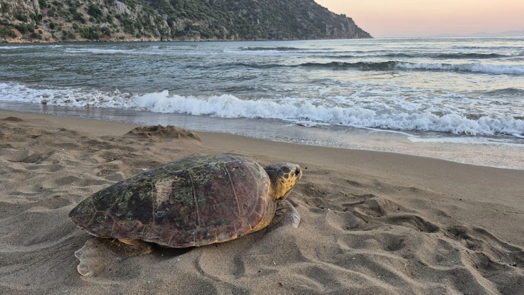 Muğla'da tedavi edilen deniz kaplumbağası 'Şimşek' denize bırakıldı
