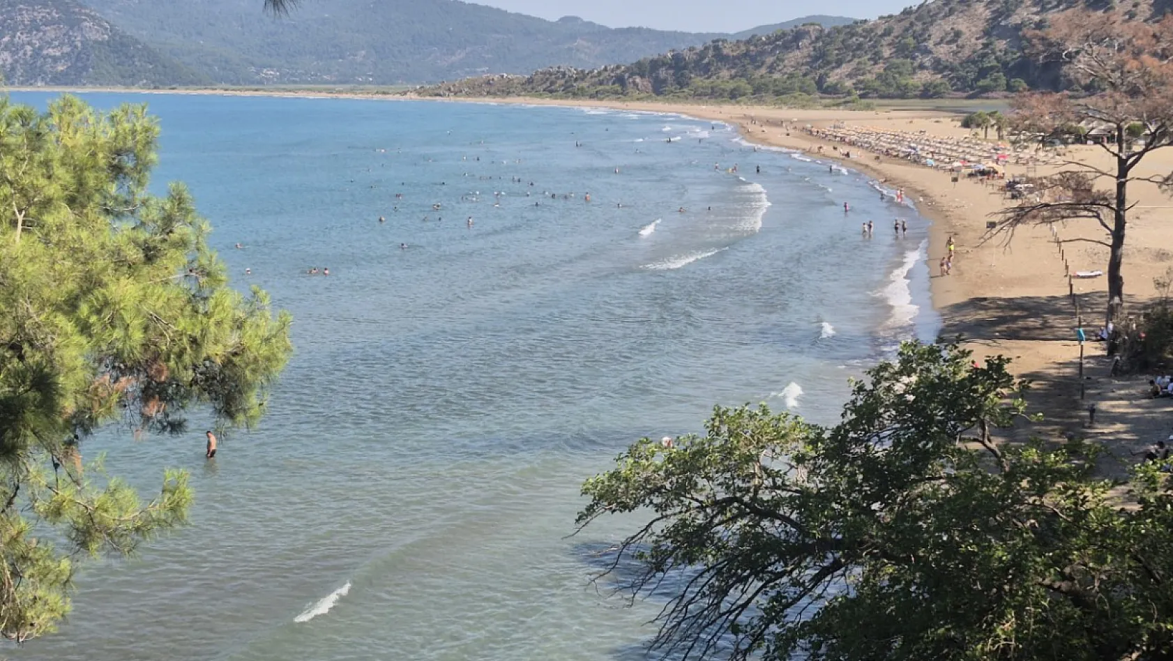 Muğla'da Yumurtadan Çıkan Caretta Caretta Yavruları Mavi Sulara Ulaşıyor