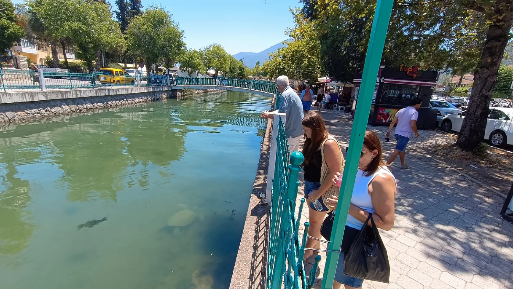 Fethiye Körfezi'ne bağlanan kanaldaki 'Caretta Carettalar' ilgi odağı oldu