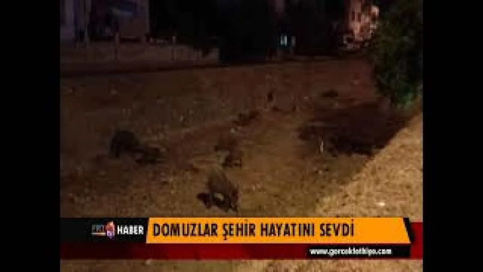 DOMUZLAR ŞEHİR HAYATINI SEVDİ