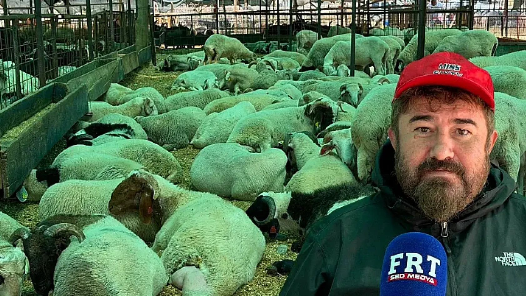 Fethiye'de kurbanlık hareketliliği başladı: Çarıklı Et'ten 3 bin metrelik yayla kalitesi