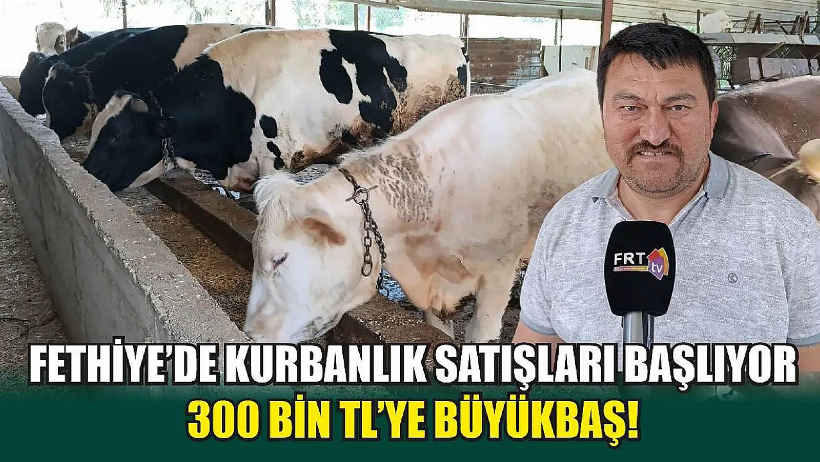 Fethiye'de kurbanlık satışları başlıyor 300 bin TL'ye büyükbaş!