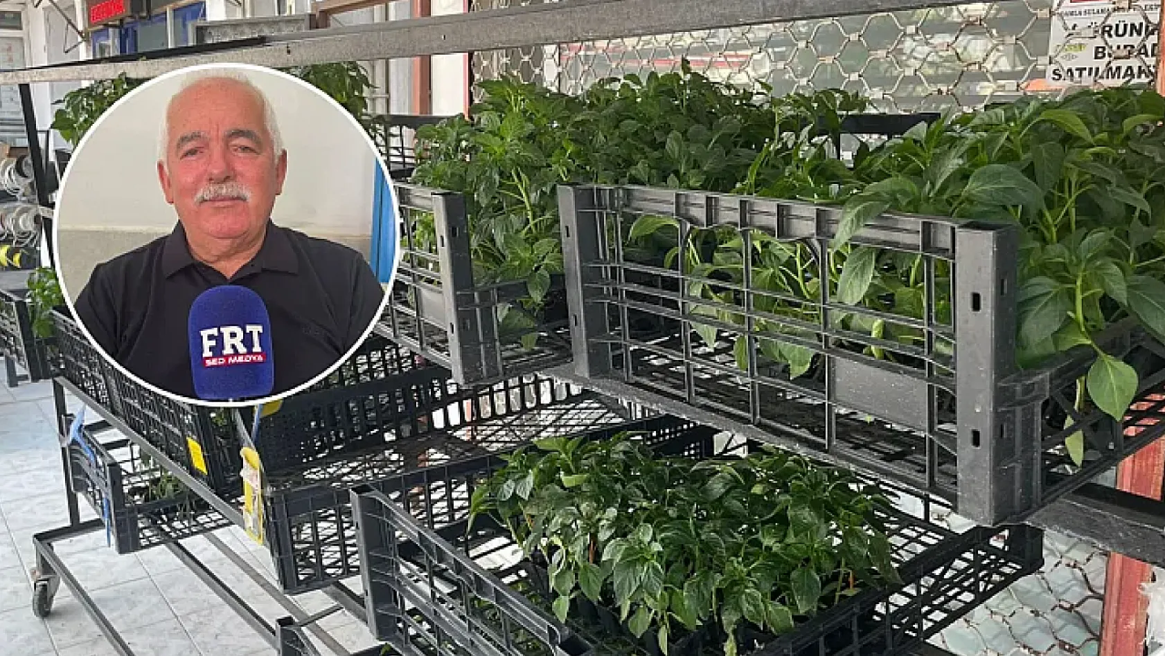 Fethiye'de üreticilere uyarı: Sıcaklıklar bitki hastalıklarını tetikliyor