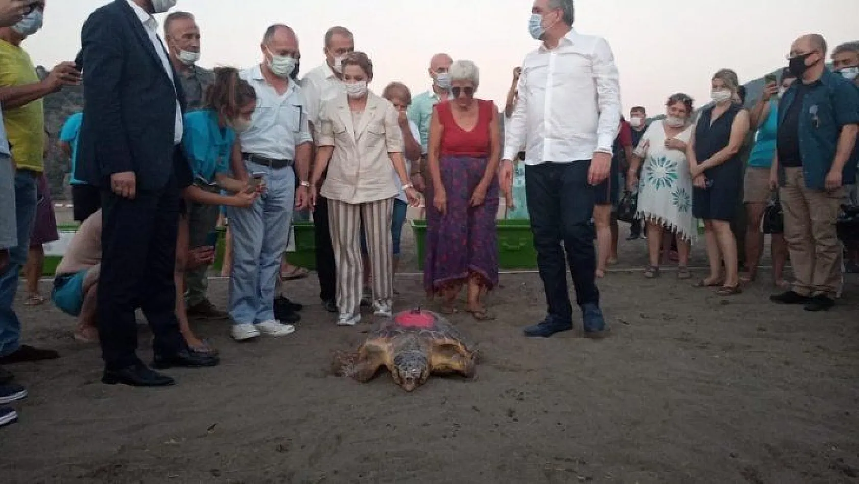TEDAVİLERİ TAMAMLANAN CARETTA CARETTALAR DENİZE BIRAKILDI
