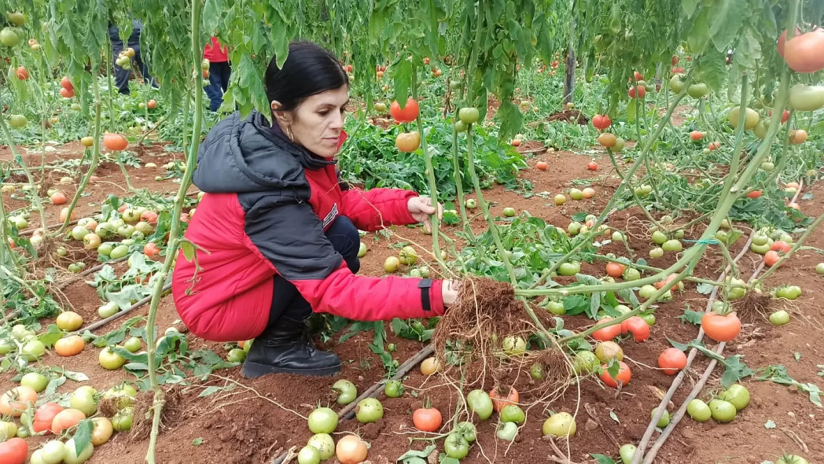 Fethiye'de fırtına hasarı: İlçe Tarım Müdürlüğü incelemeye başladı