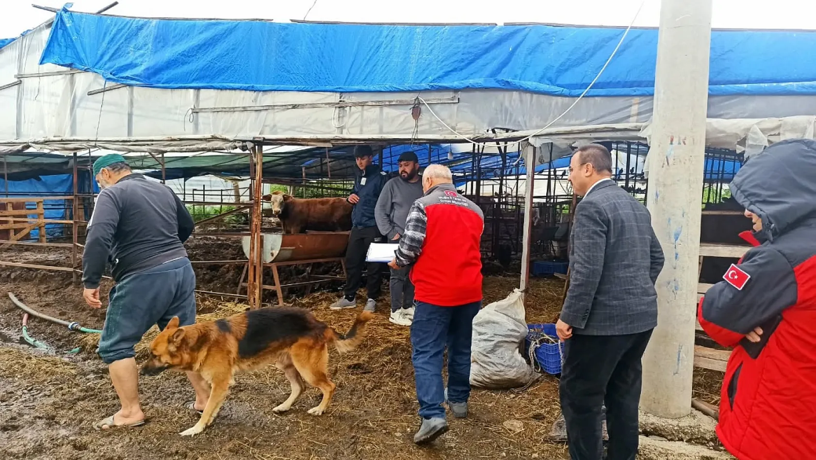 Fethiye'de fırtına hasarı: İlçe Tarım Müdürlüğü incelemeye başladı