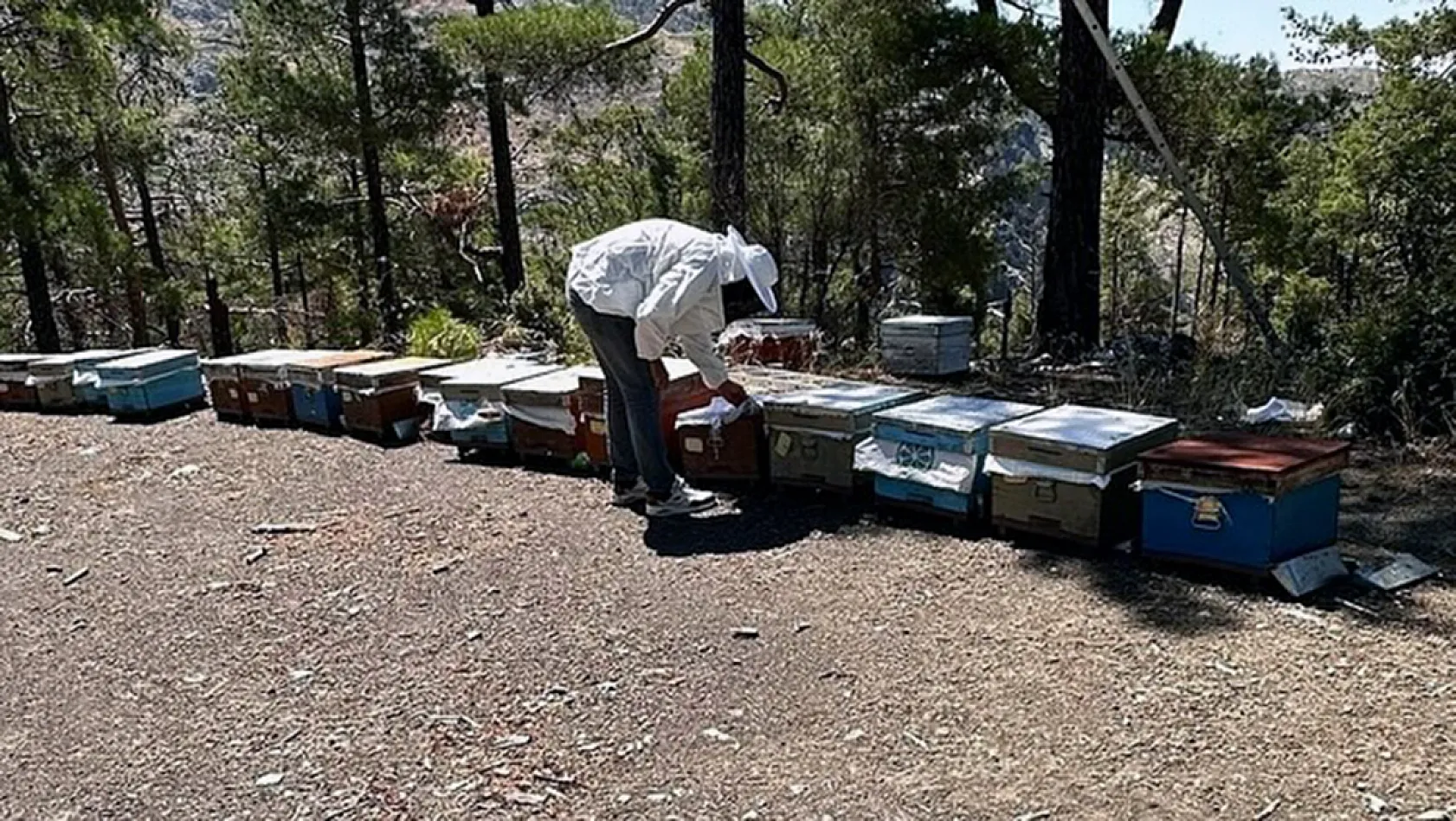 Muğla'da arılı kovan destekleme tespit çalışması yapıldı