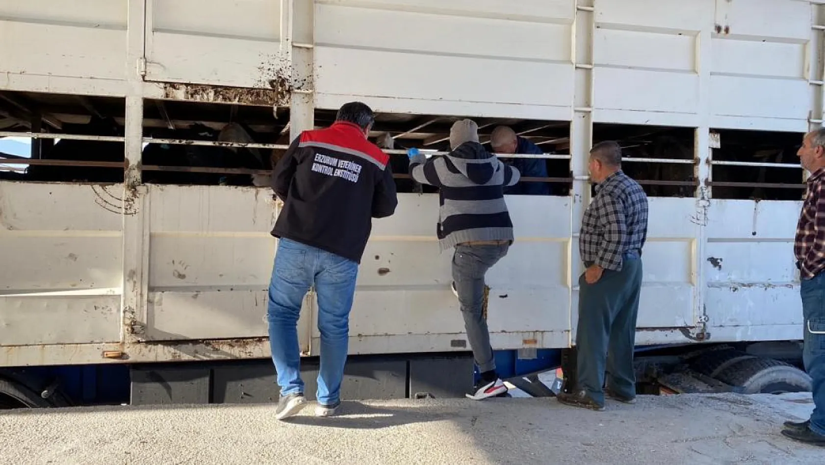 Küpesiz Hayvan Taşıyan Besiciye 170 Bin Lira Ceza