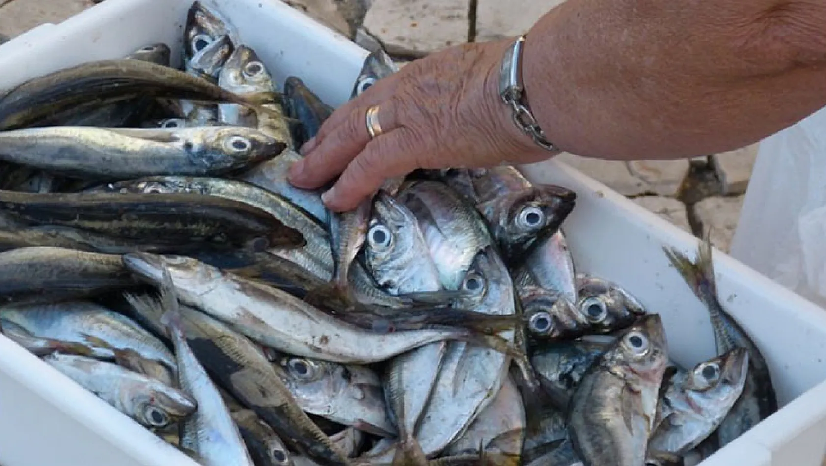 Balıkçılar dikkat! Denizlerde av yasağı başladı