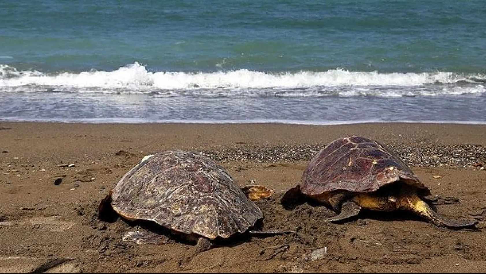Deniz kaplumbağalarının neslinin devamı sağlanıyor