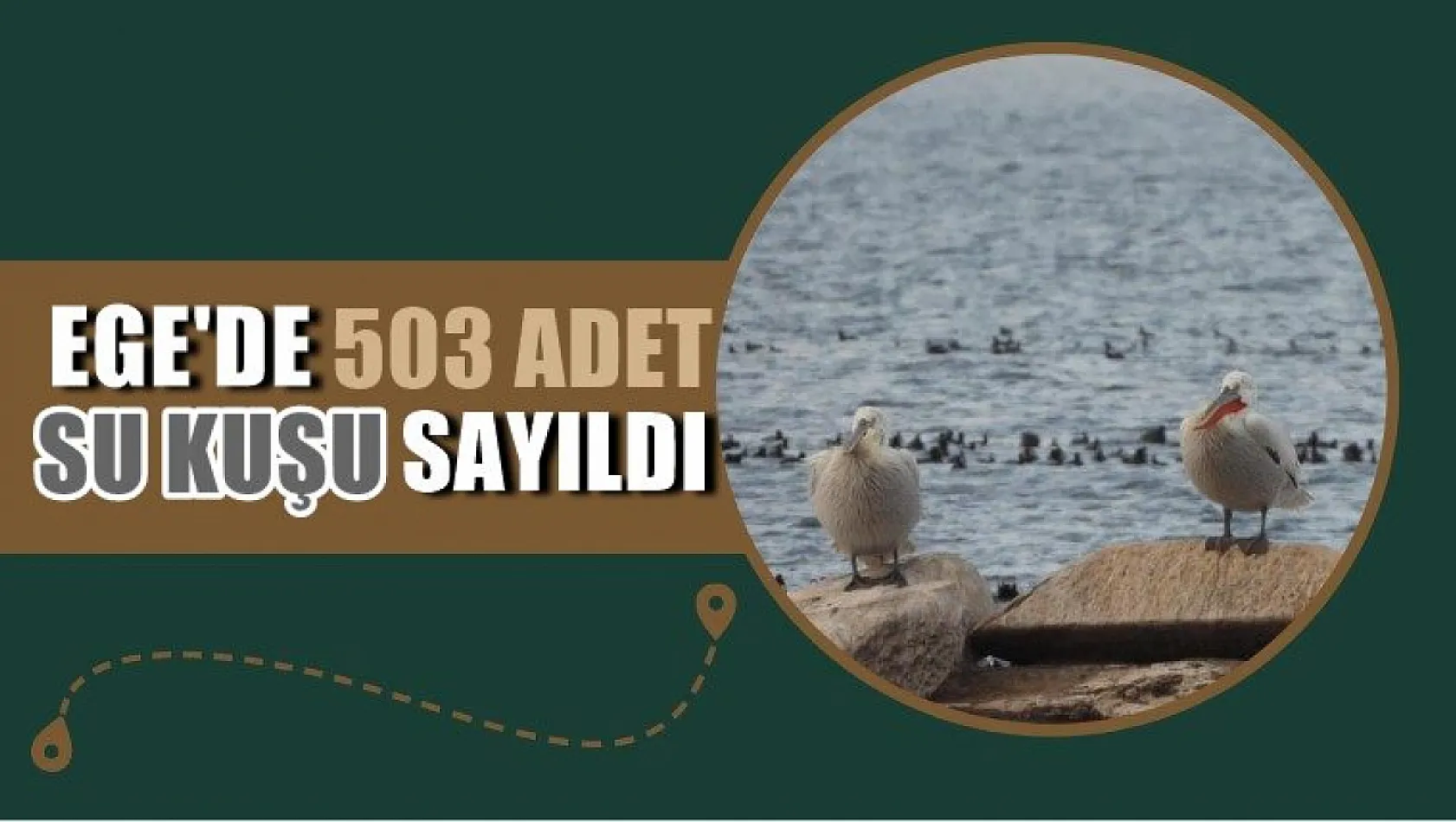 Ege'de 503 adet su kuşu sayıldı