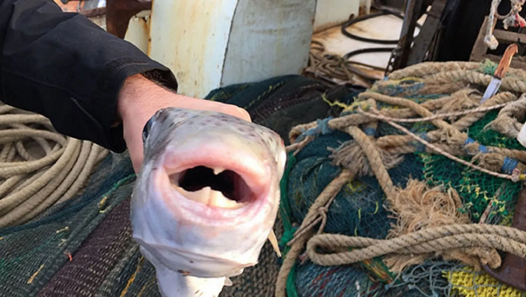 Balon balığı avlamada detaylar belli oldu Yakalayana tane başı 25 lira ödenecek!