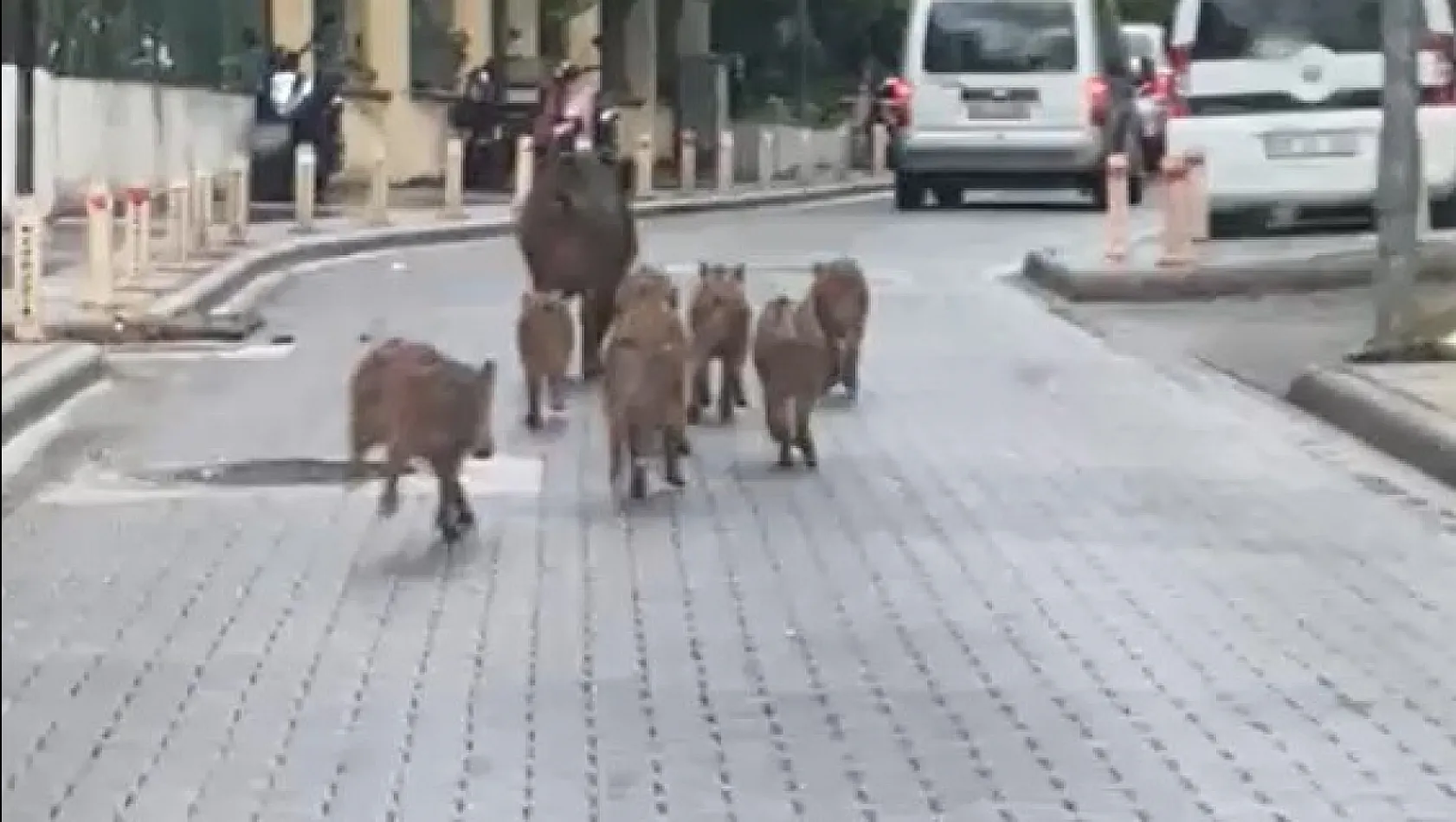 Marmaris'te yaban domuzu istilası