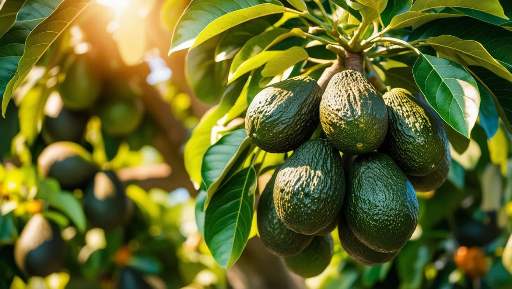 Fethiye'de avokado satışları düşüşte: Üreticiler ne diyor?