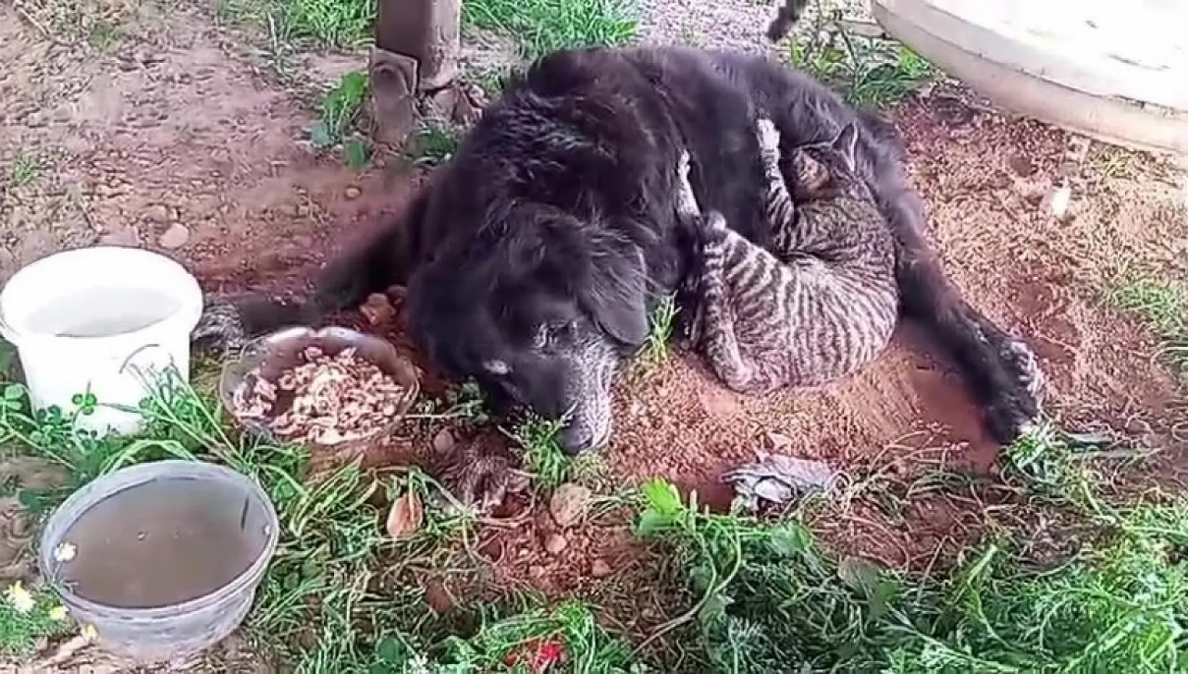 Ölürken gözyaşlarına boğulduğu köpeğini yaşadığı barakaya gömdü