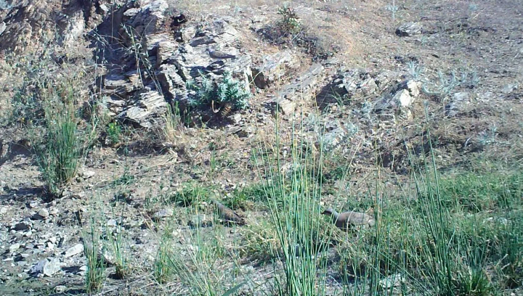 Yaban hayatı fotokapana yakalandı