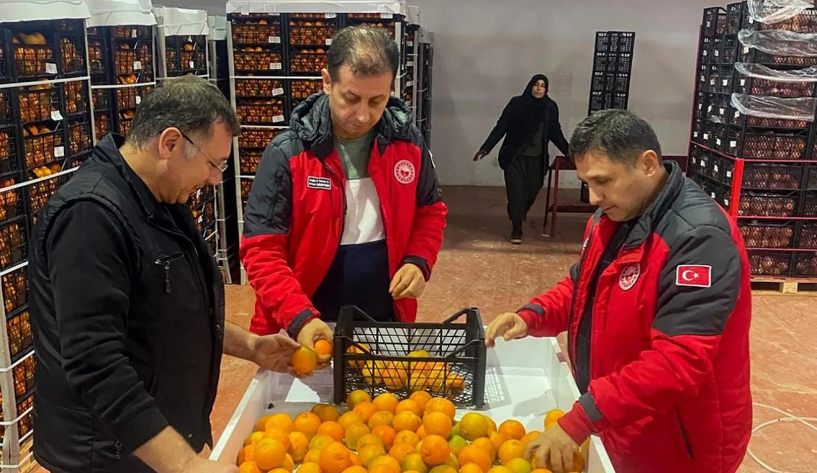 Narenciye ihracata hazır