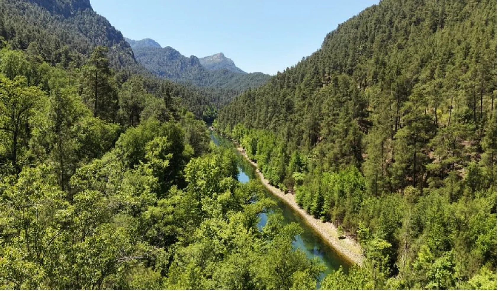 Sadece Fethiye ve Bucak'ta Bulunan Anadolu Sığla Ormanı Baharla Canlandı!