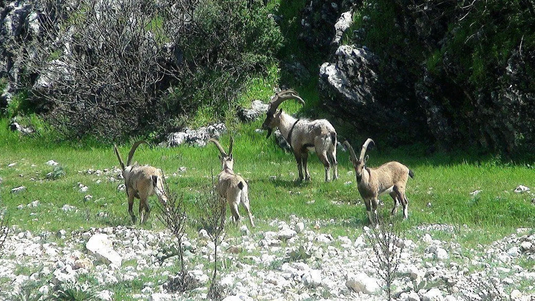 Avlanacak yaban keçilerinin ihalesi yapıldı