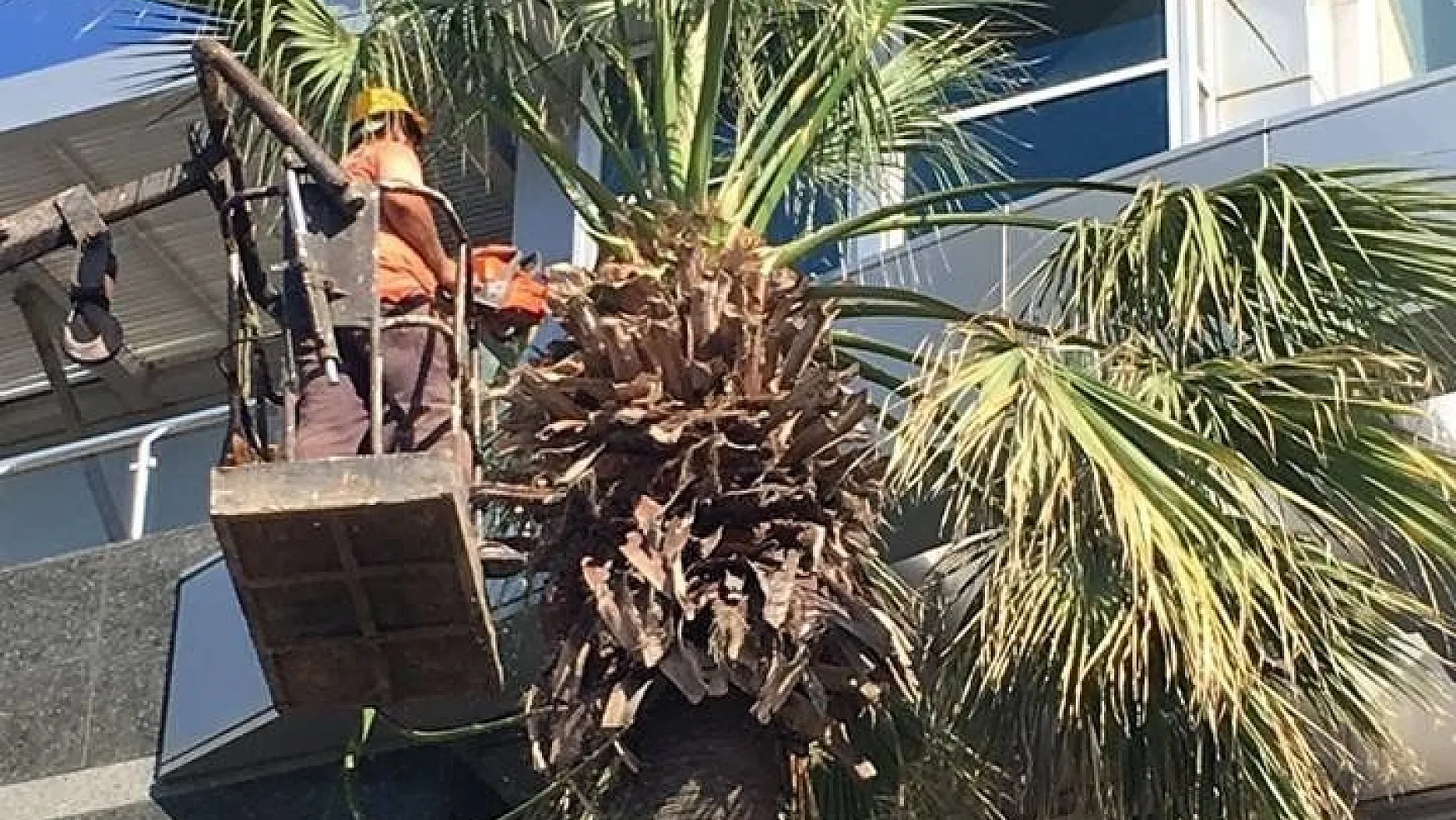 Marmaris'te palmiyeler yaz bakımına alındı