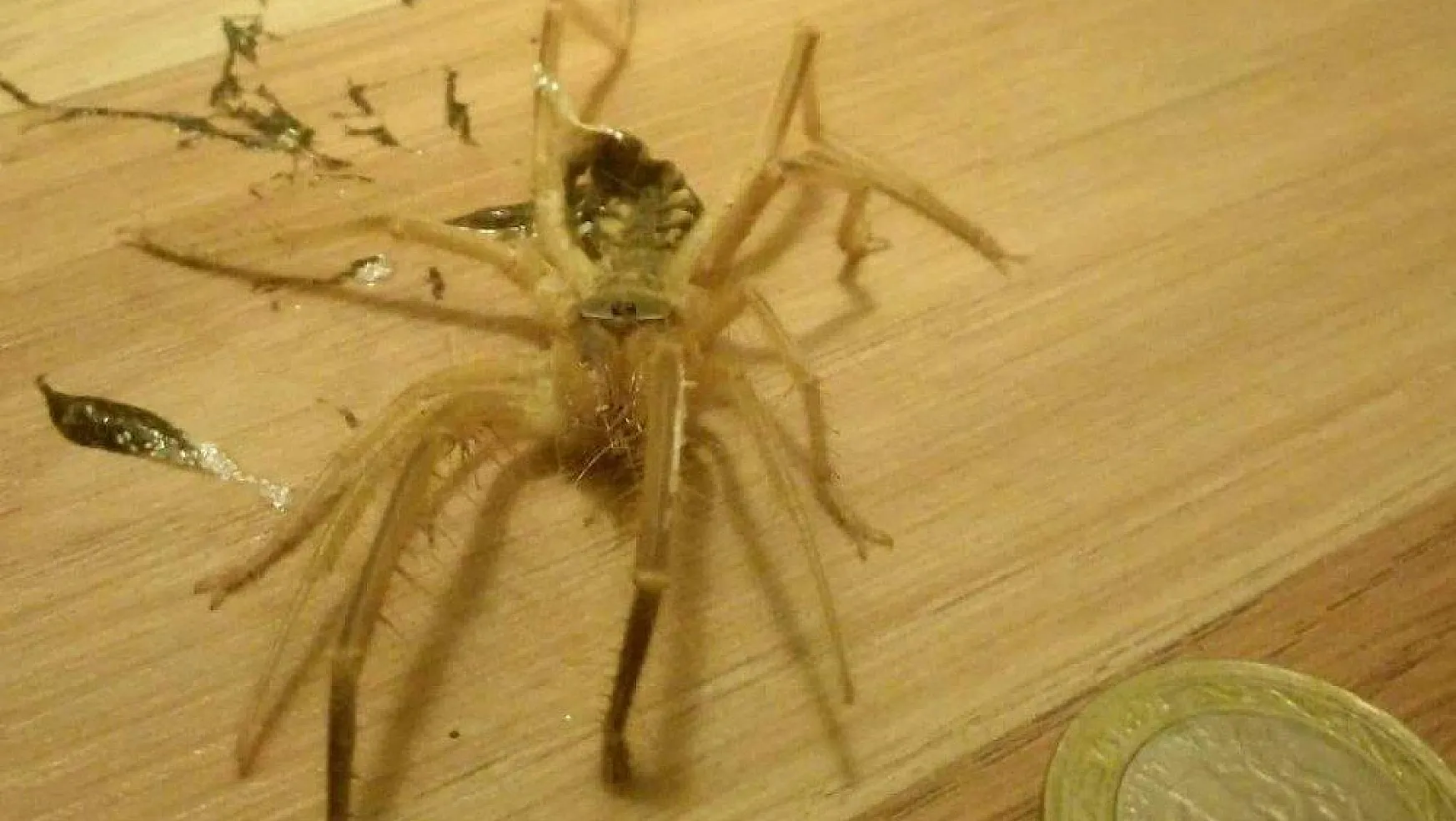 Bodrum'da etle beslenen Sarıkız örümceği görüldü