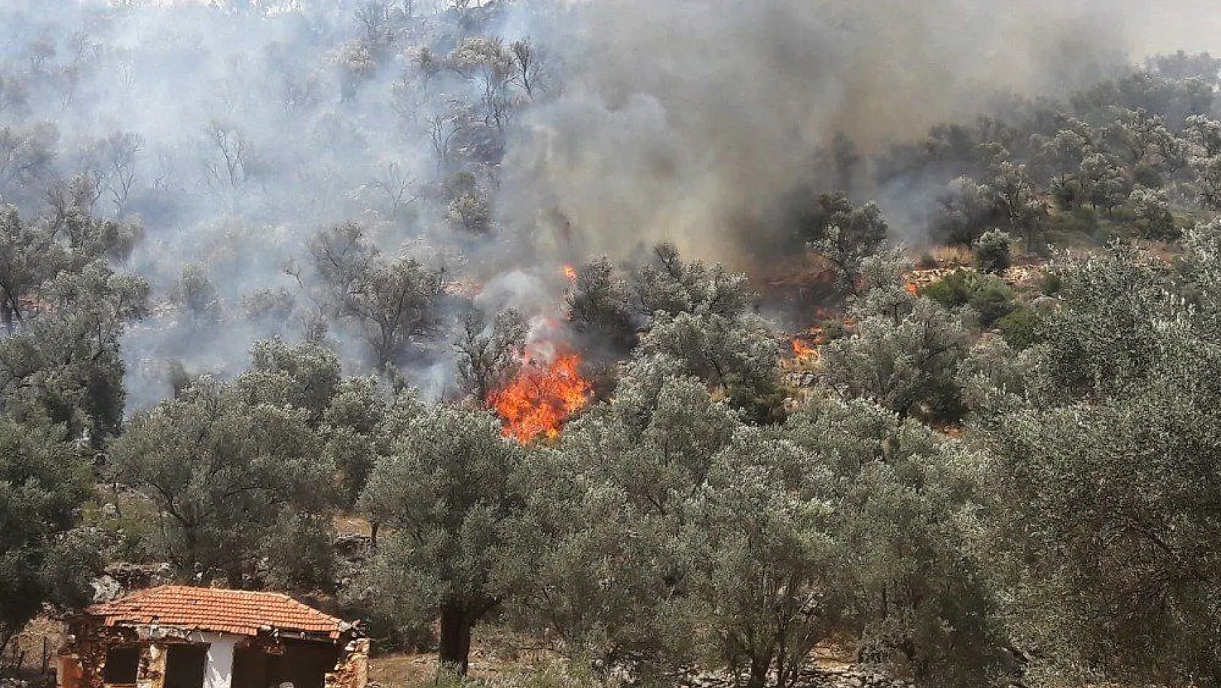 Yangın, tarım arazisinde başlayıp ormana sıçradı