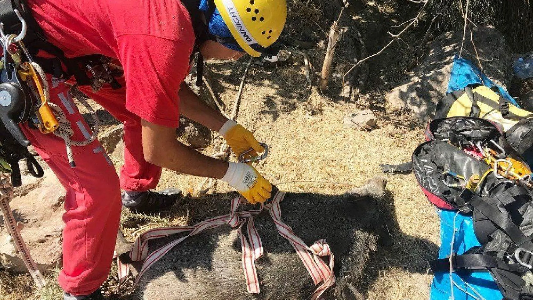 Bodrum Akut'dan domuz kurtarma operasyonu