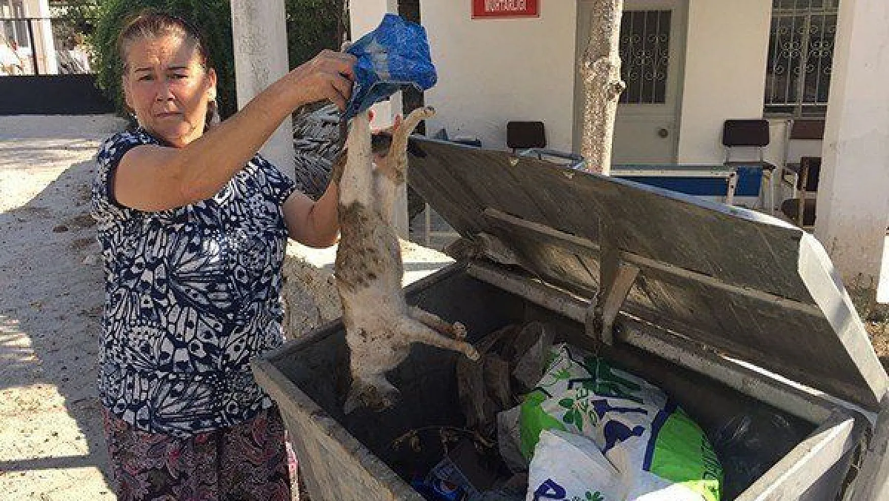 Milas'ta çok sayıda kedi ölü bulundu