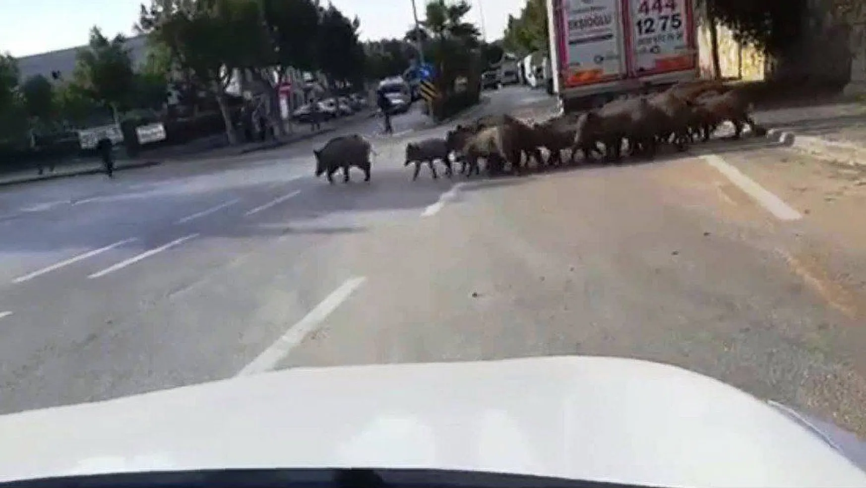 Bodrum'da aç kalan domuzlar şehre indi