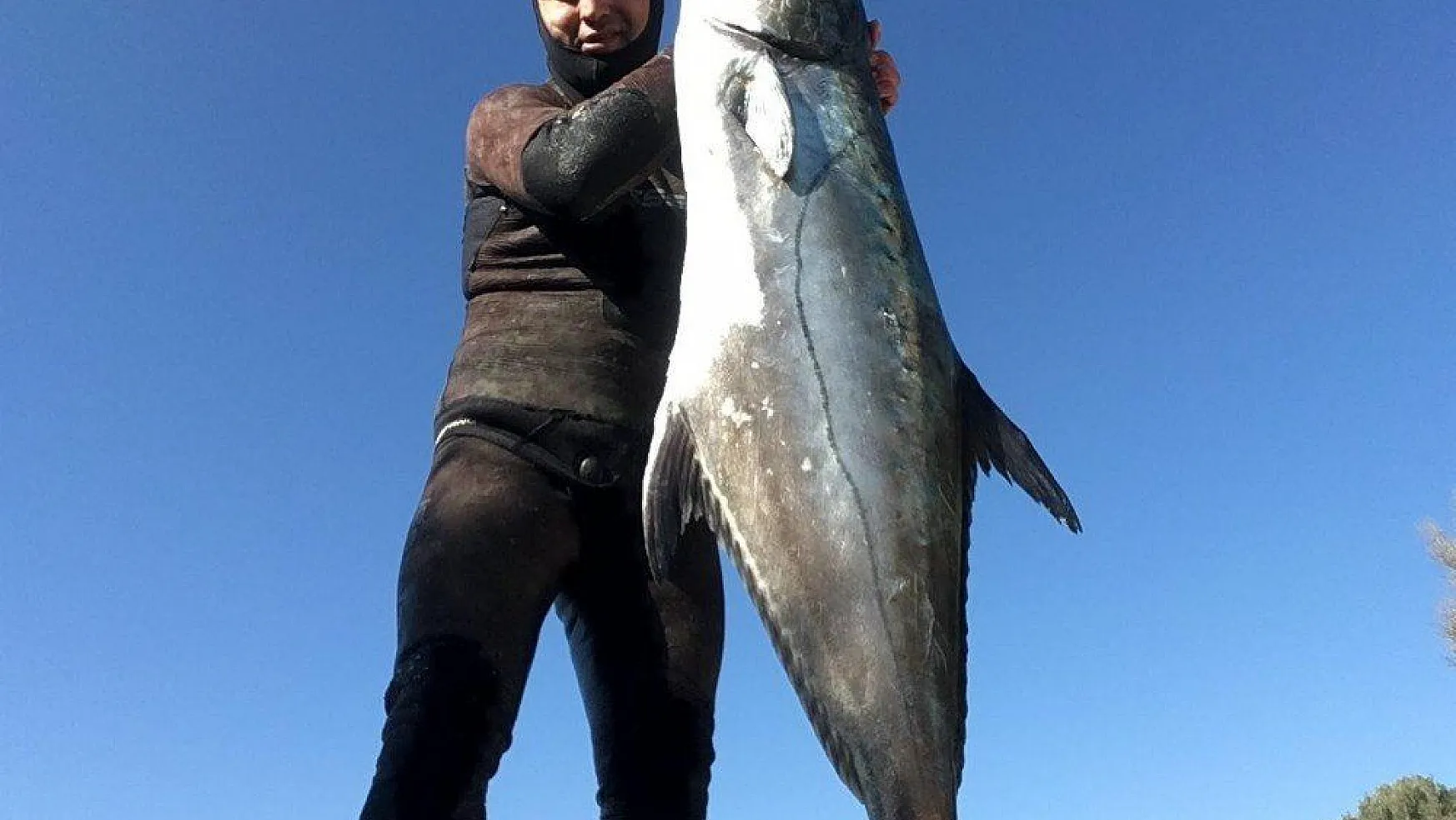 Zıpkınla 1,5 metre boyunda 40 kiloluk liça balığını avladı