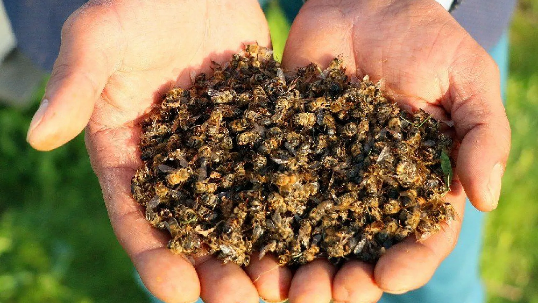 Türkiye'de arı ölümleri arttı