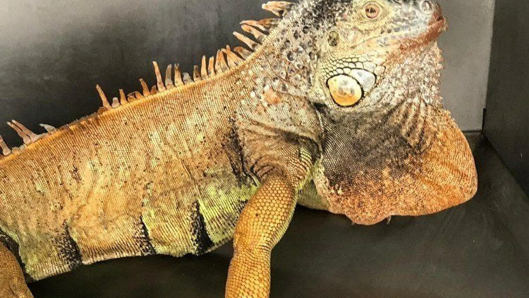 Bodrum'da başıboş gezerken bulunan iguananın nereden geldiği sırrını koruyor