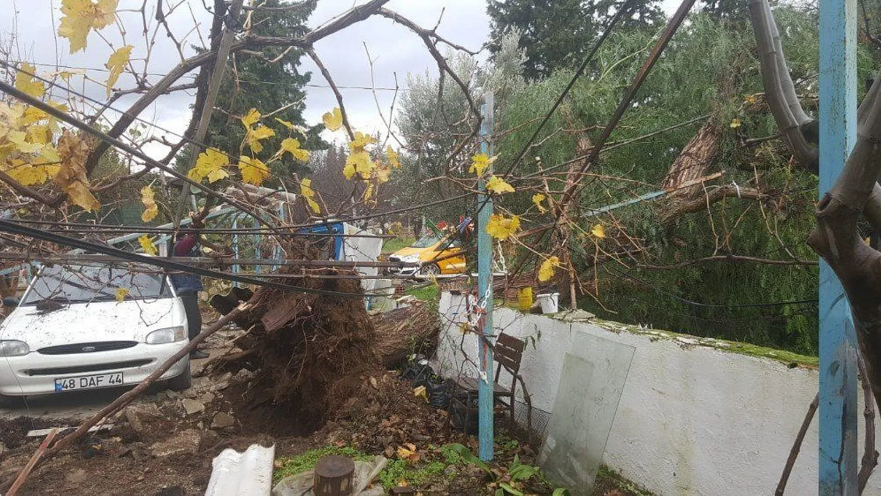 Datça'da fırtına asırlık ağacı kökünden söktü
