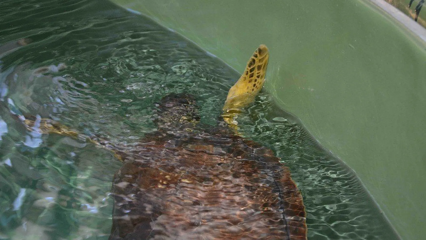 Misina yutan deniz kaplumbağası telef oldu