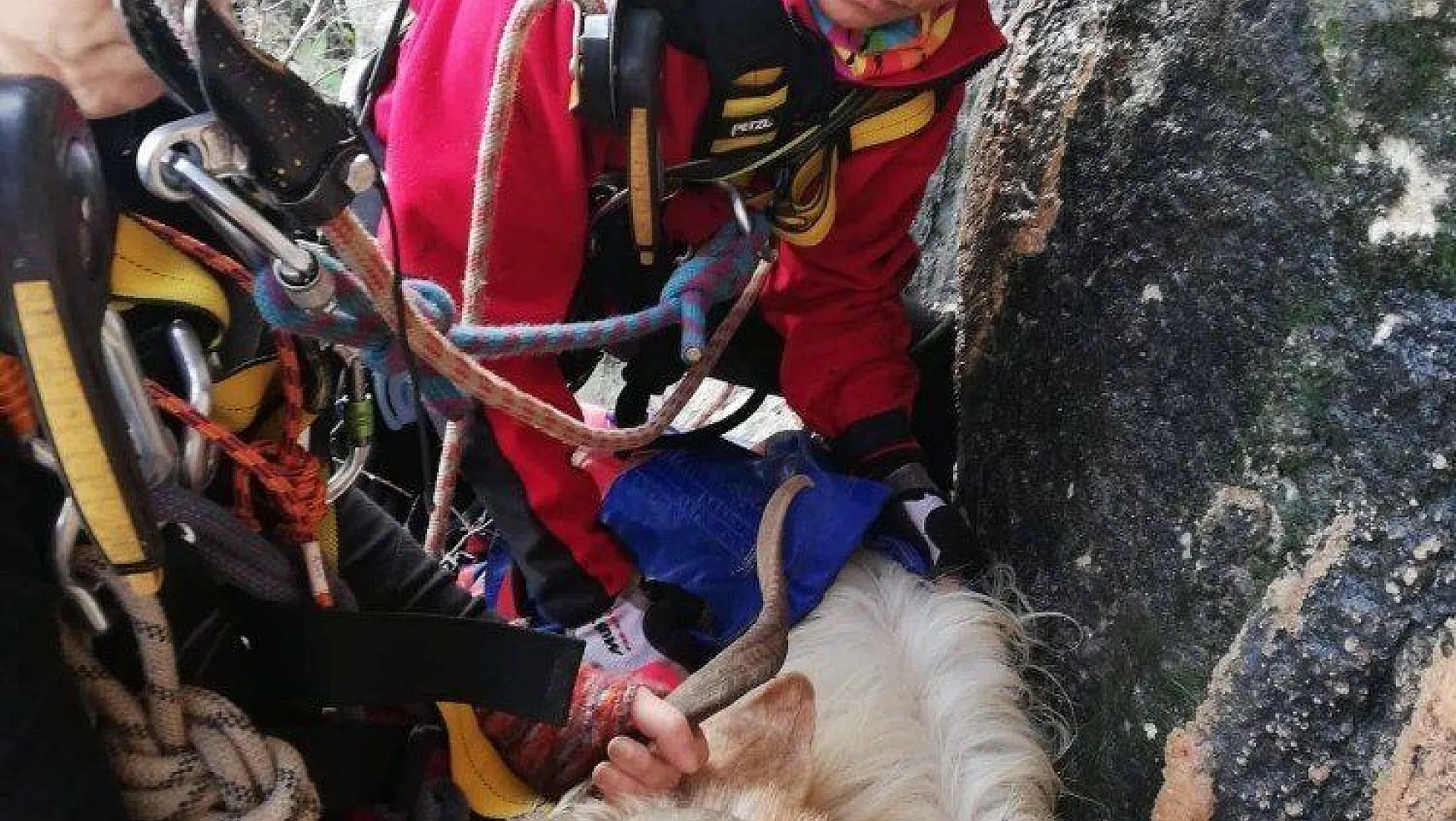 Kayalıklarda mahsur kalan keçi kurtarıldı