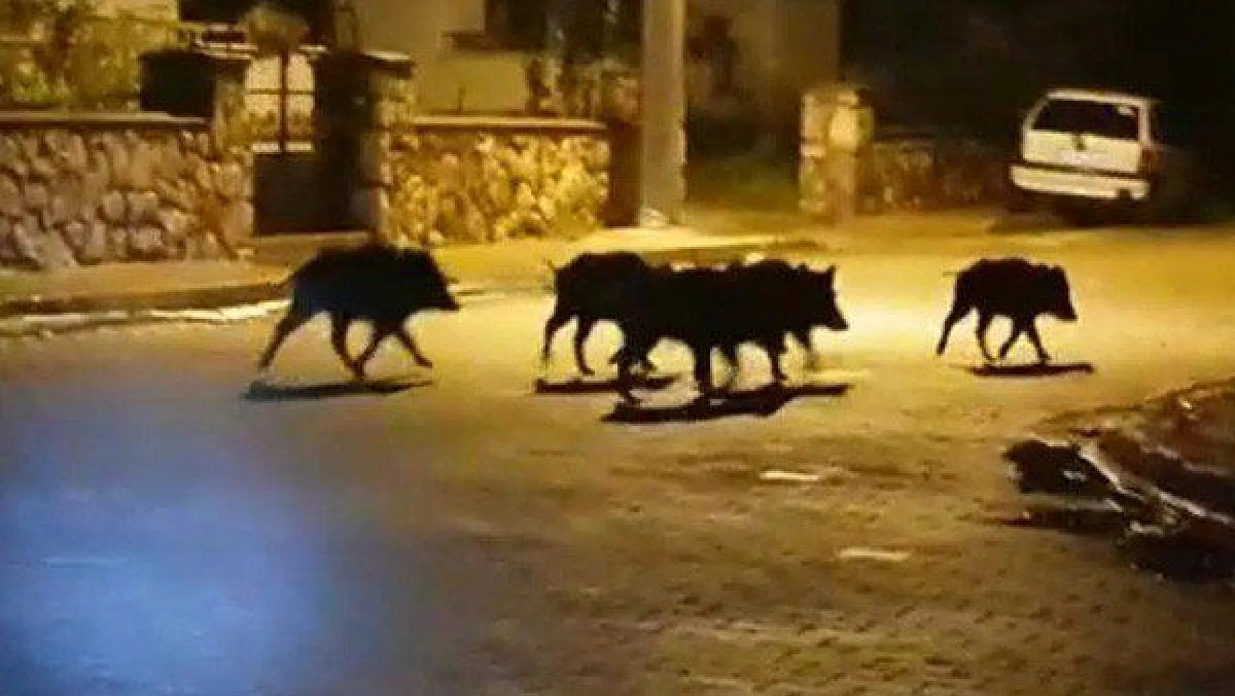 Milas'ta aç kalan domuzlar şehre indi