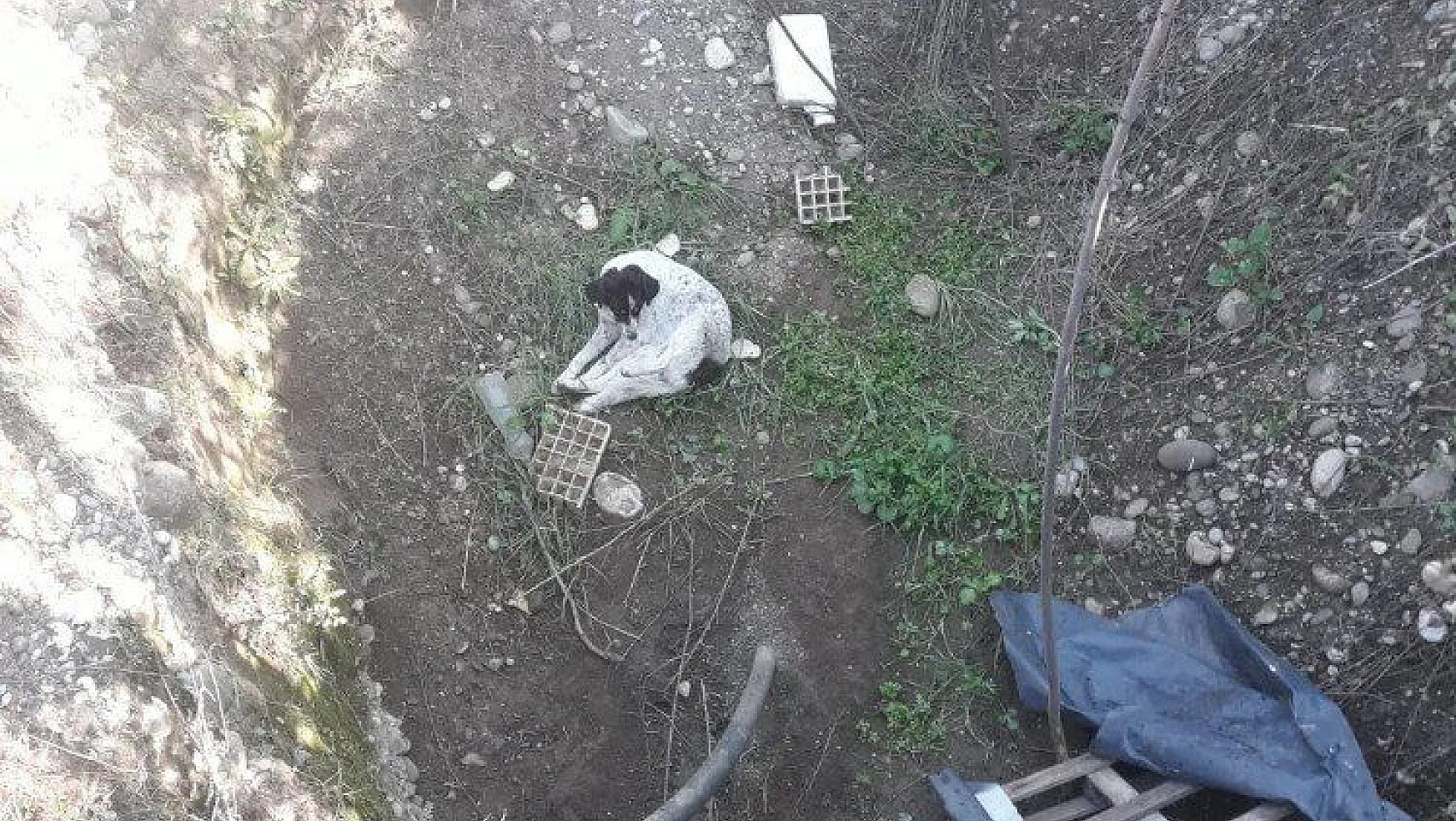 Dalyan Barınağı ekipleri kuyuya düşen köpeği kurtardı