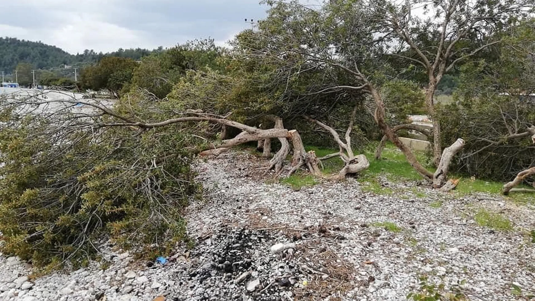 Akbük sahilinde ağaç katliamı