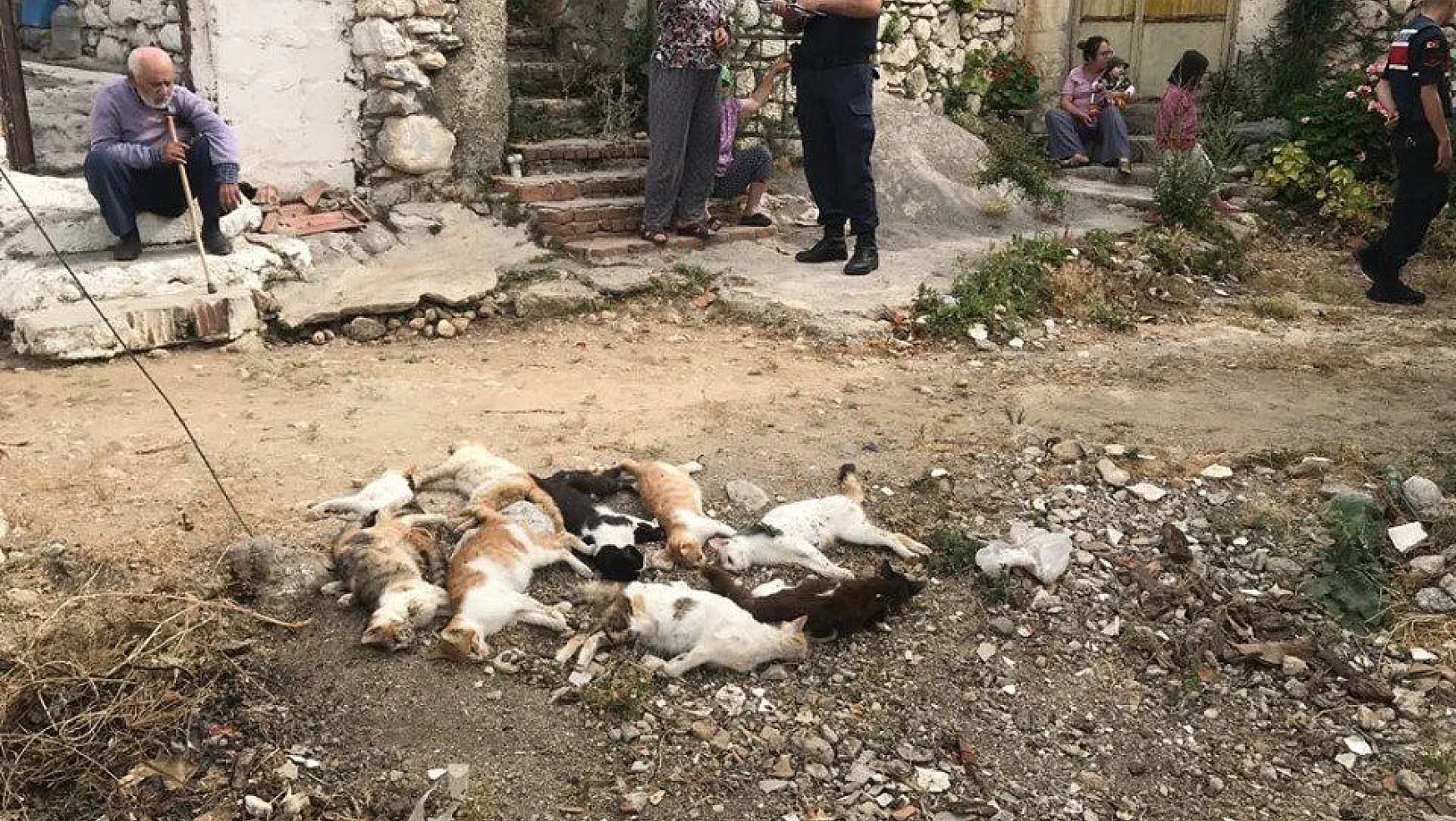 10 kedi zehirlenerek öldürüldü