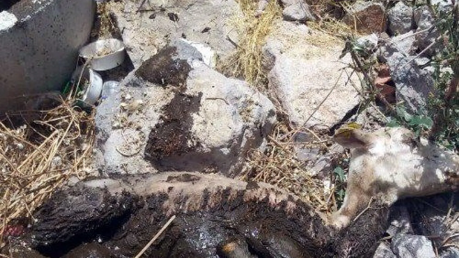 5 gündür kayıp olan kuzu kanalizasyon çukurundan kurtarıldı