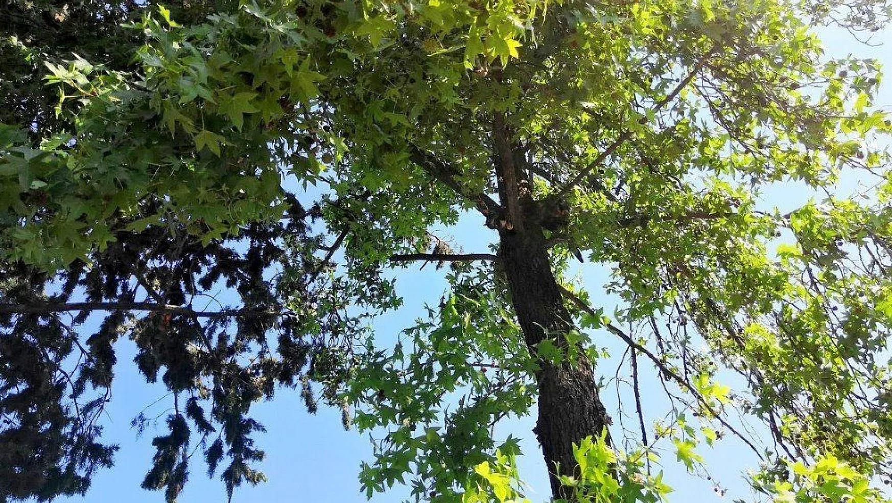 Ağaçta mahsur kalan kedinin yardımına itfaiye yetişti
