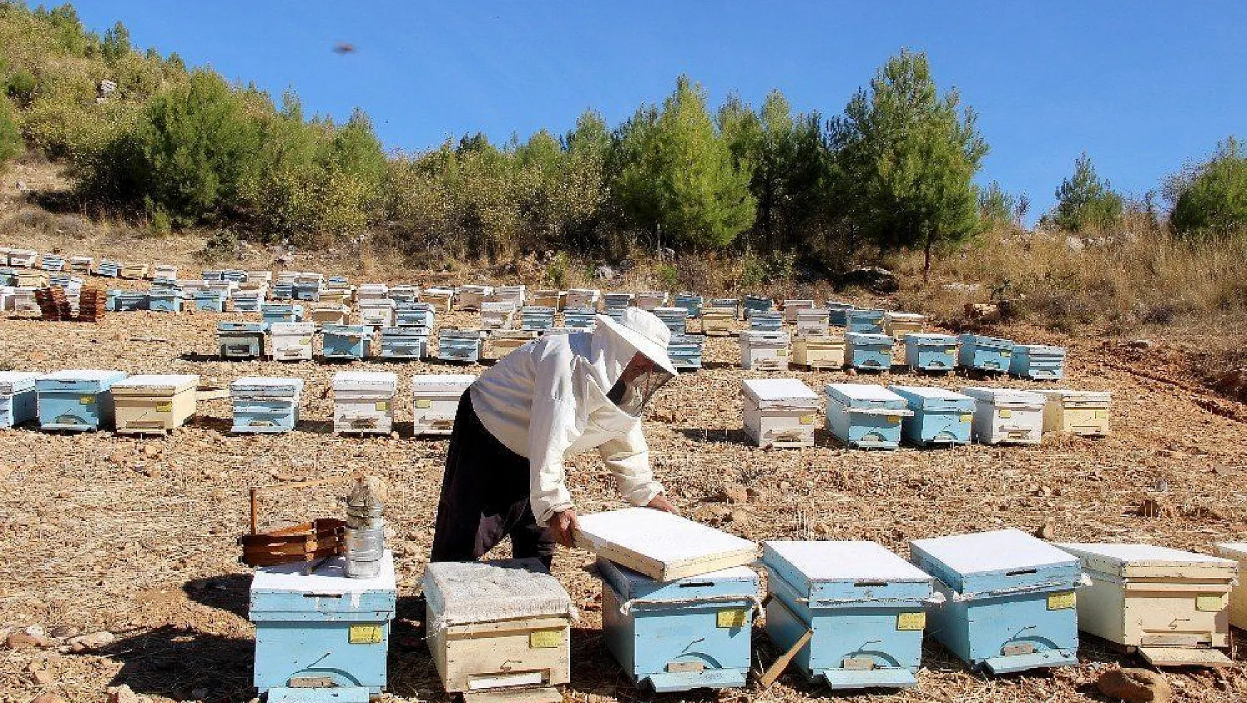 Muğla 3,5 milyon arı kovanını ağırlıyor