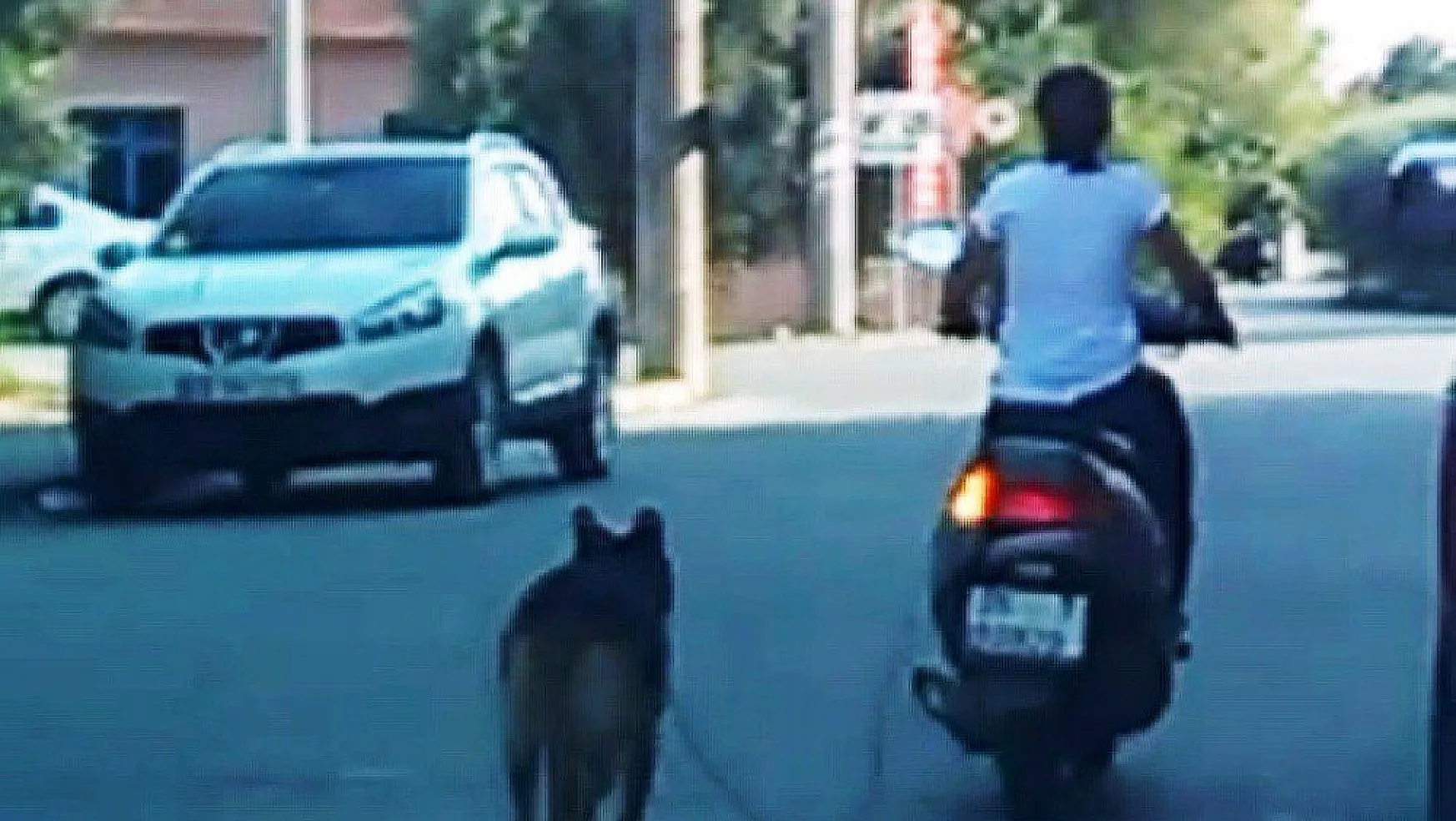 Köpeğini motosiklete bağlayan kadına tepki