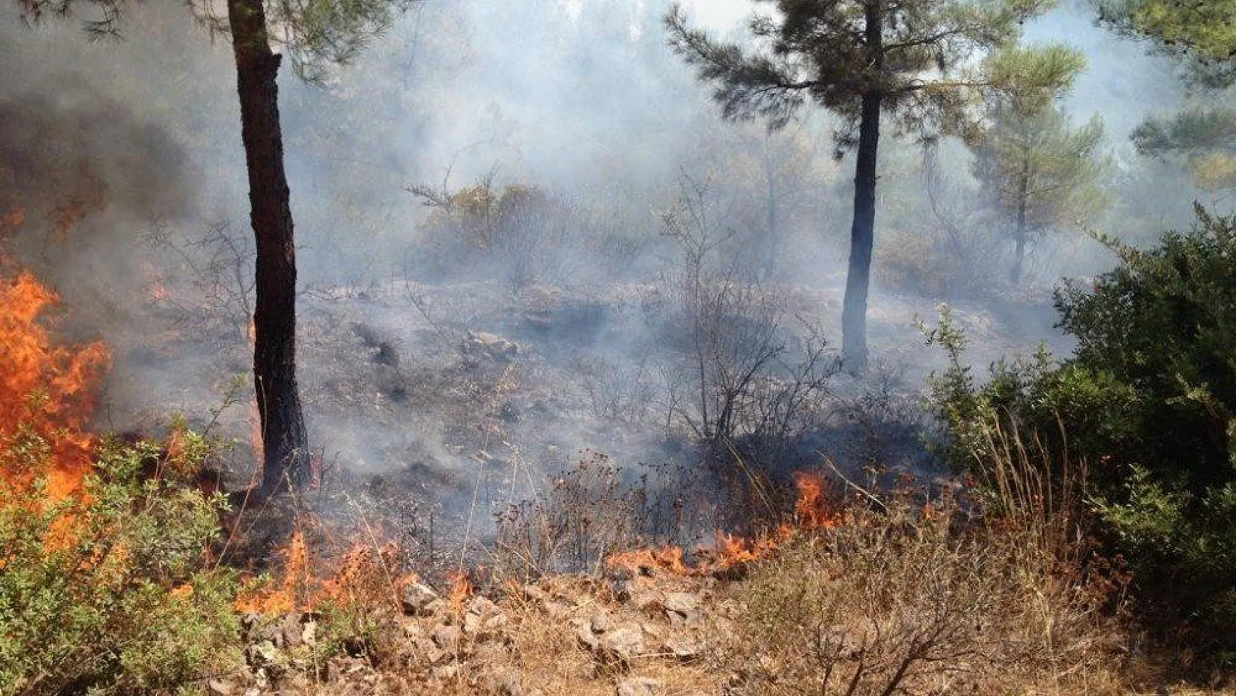 Milas'ta orman yangını