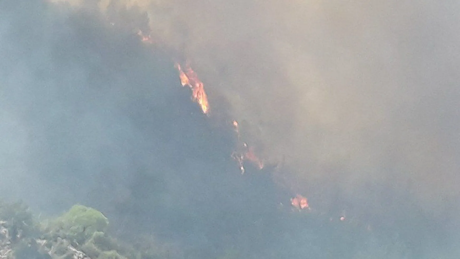 Milas'taki orman yangını tarım arazilerine sıçradı