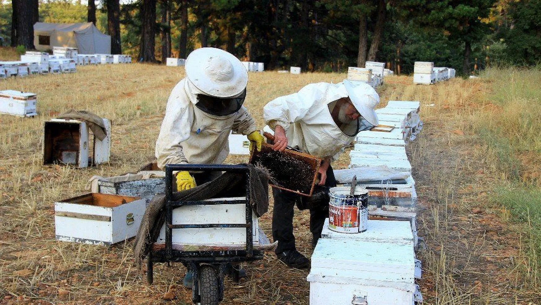 Muğla 3,5 milyon arı kovanına ev sahipliği yapıyor