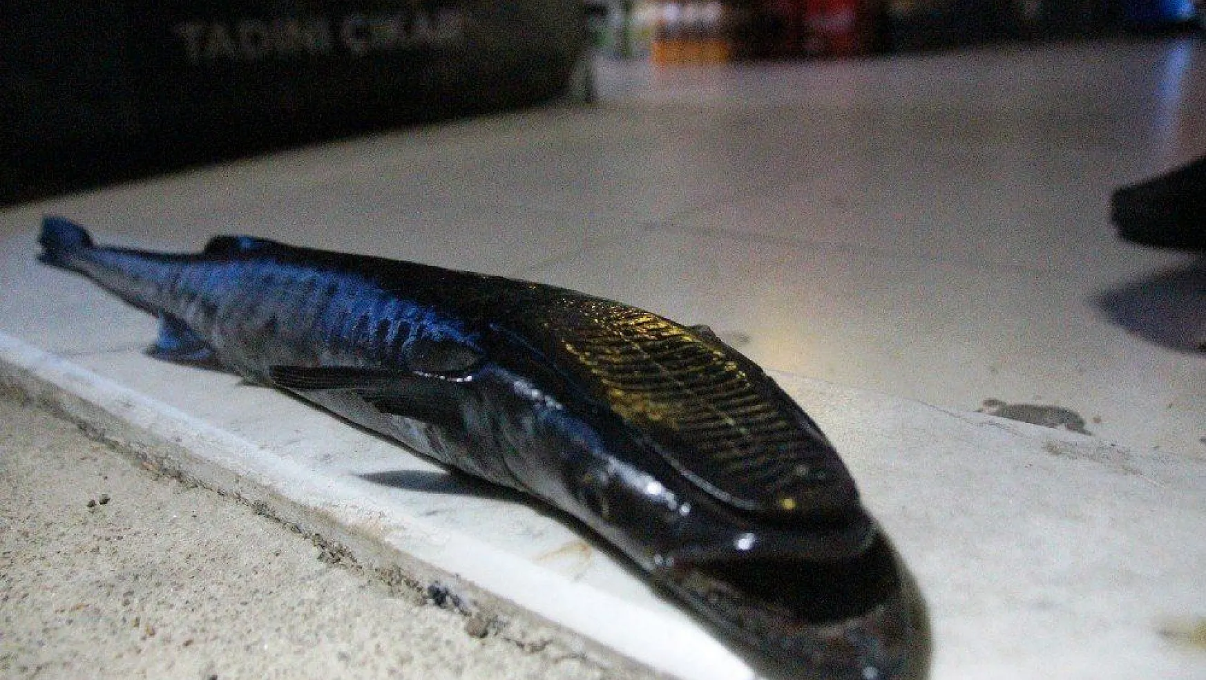 Bodrum'da oltasına takılan balığı görünce şoke oldu